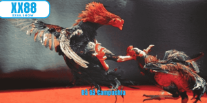 Ảnh đại diện đá gà campuchia
