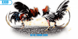 Ảnh đại diện đá gà thomo xx88